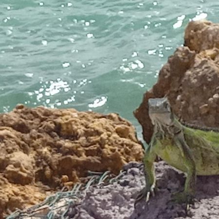 Les Pieds Dans L'Eau Chez Syl Apartamento Le Moule Exterior foto