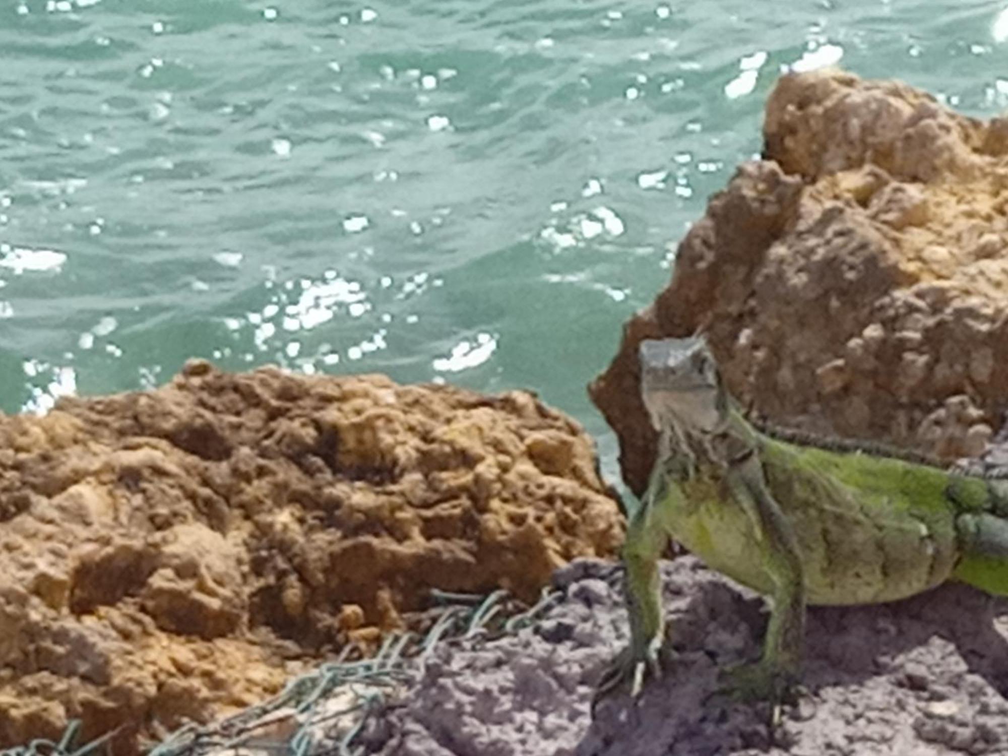 Les Pieds Dans L'Eau Chez Syl Apartamento Le Moule Exterior foto